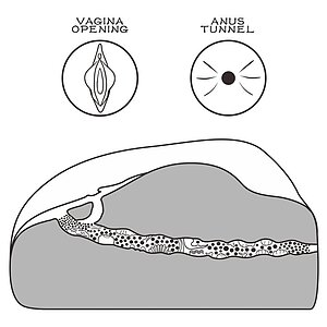 Lovetoy Streetgirls 1 — Masturbator Compact, Realist, TPE Flesh Thumb 3